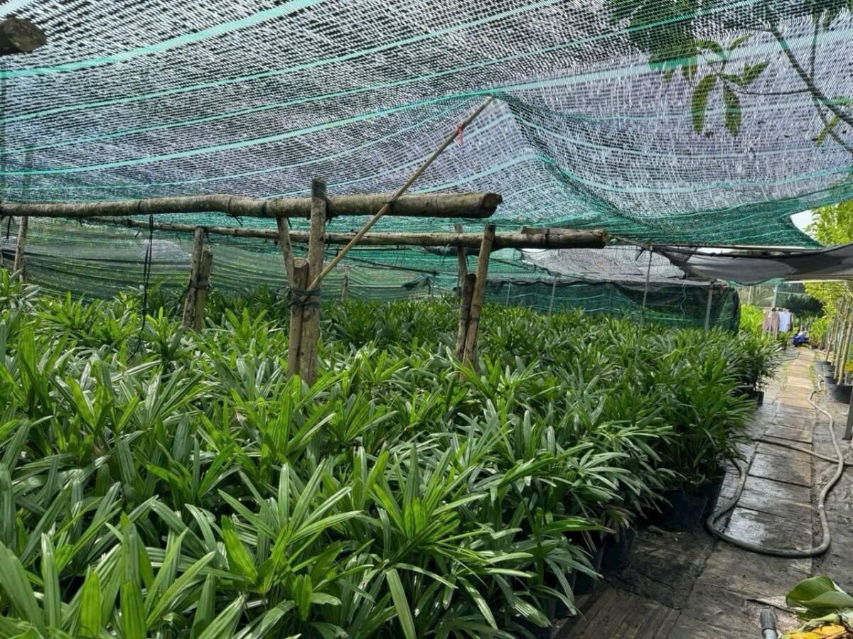 Nhà vườn cung cấp cây trúc mây số lượng lớn Vựa cây cảnh  