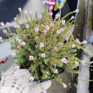 Cây rêu khổng tước Cây ban công