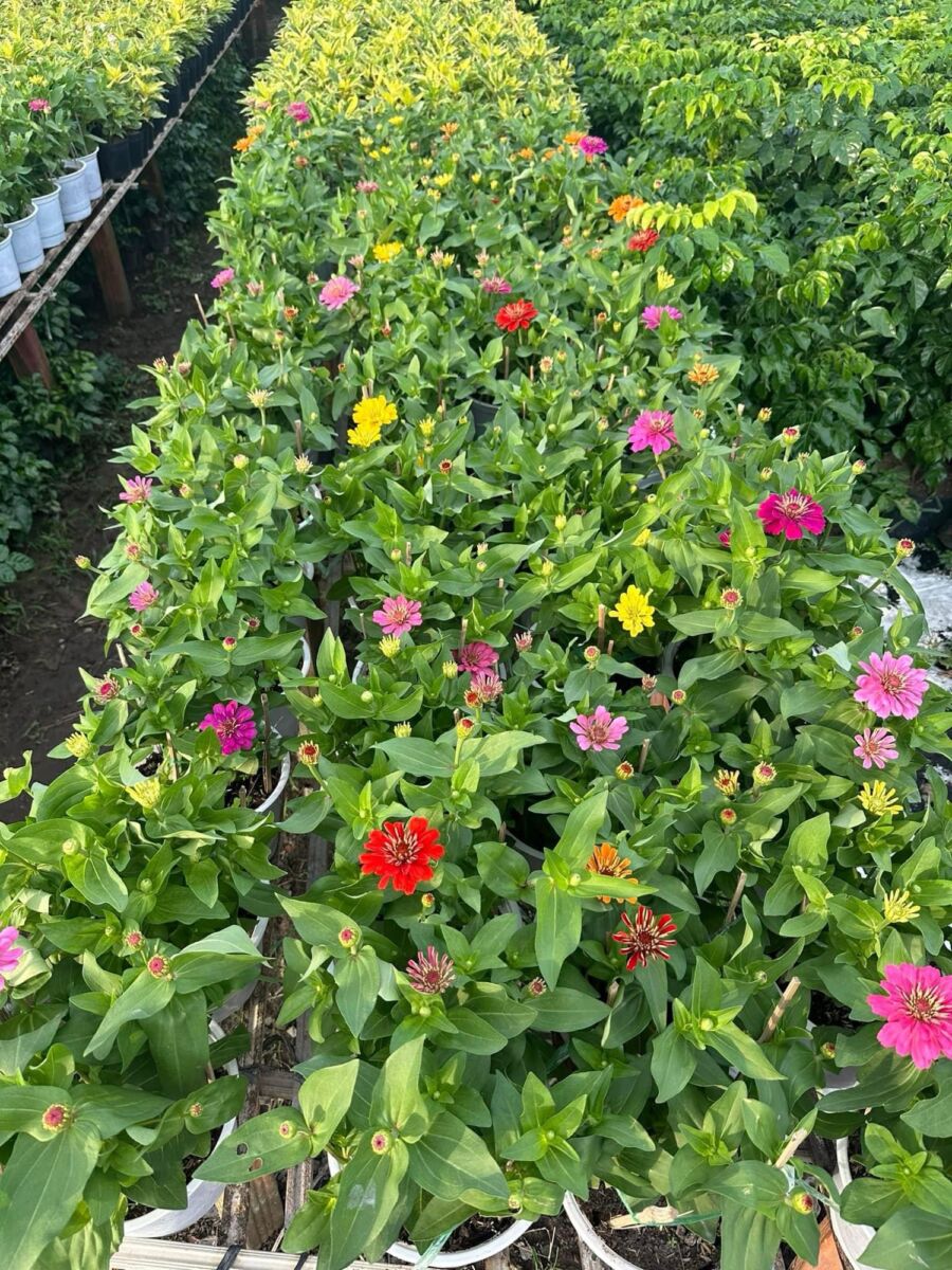 Nhà vườn cung cấp cây cúc lá nhám số lượng lớn Vựa cây cảnh  