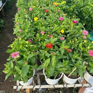 Cây cúc lá nhám Cây ban công