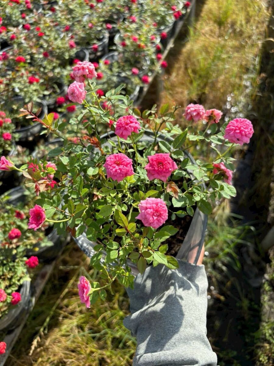 Nhà vườn cung cấp cây hoa hồng tỉ muội số lượng lớn Vựa cây cảnh  