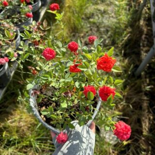 Cây hoa hồng tỉ muội Cây ban công 3