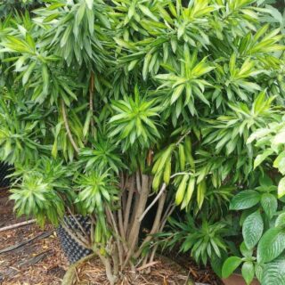 Cây trúc bách hợp nhiều thân Cây ban công Bách hợp: ý nghĩa