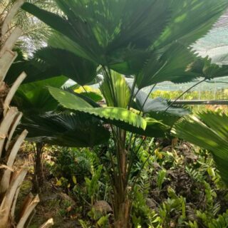 Cây kè Nhật (cao 1,5-2m) Cây ban công