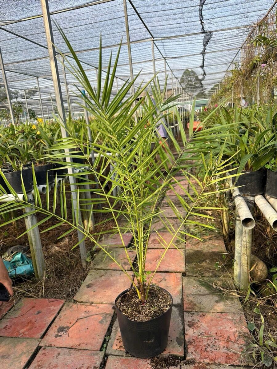 Nhà vườn cung cấp cây chà là giống số lượng lớn Vựa cây cảnh  