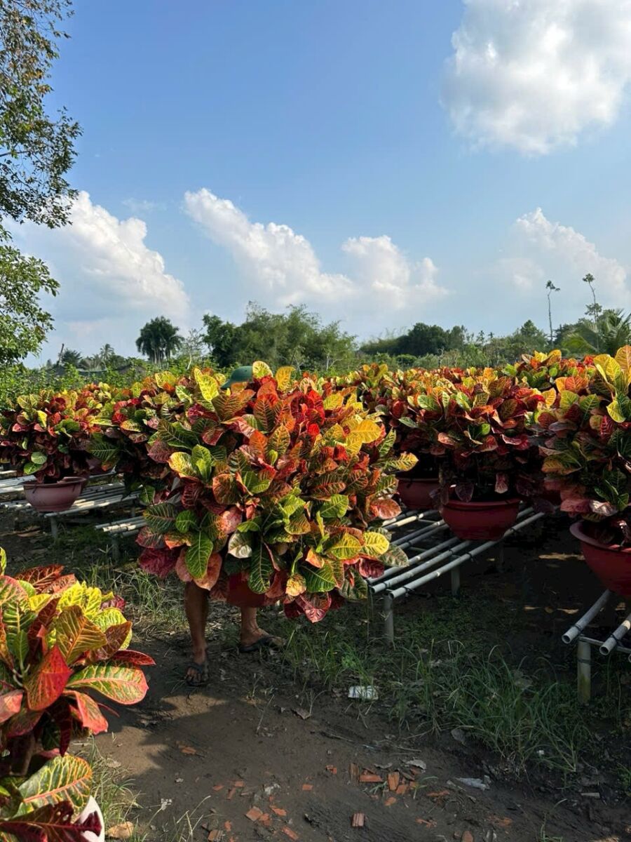 Cây xanh quận 12 - Cung cấp cây xanh văn phòng, cây cảnh văn phòng cho quận 12 Vựa cây cảnh Khu vực giao cây xanh  