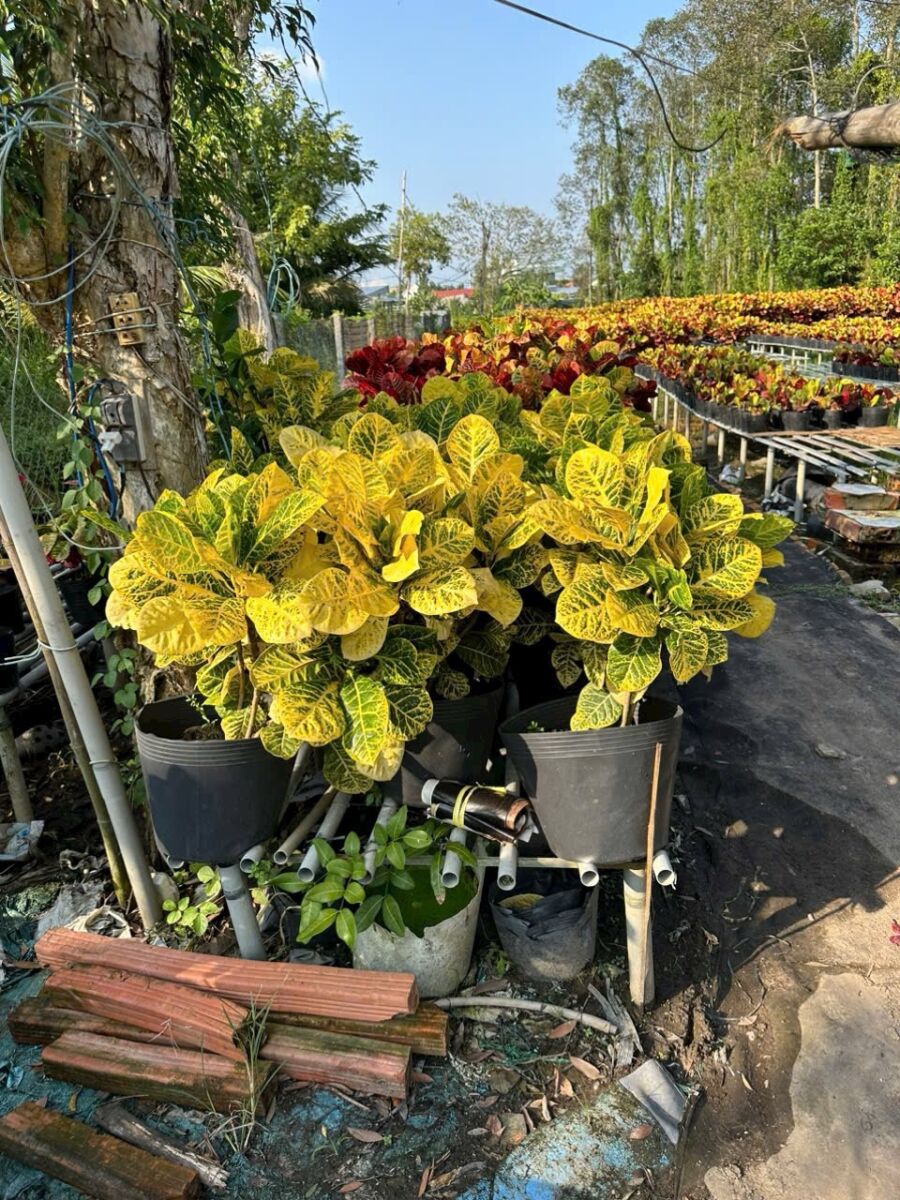 Cây xanh quận 5 - Cung cấp cây xanh văn phòng, cây cảnh văn phòng cho quận 5 Dịch vụ cây xanh Khu vực giao cây xanh Vựa cây cảnh  