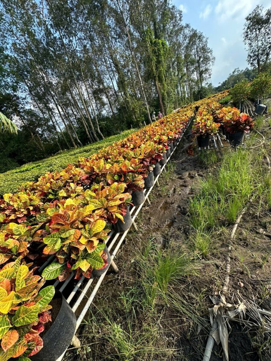 Nhà vườn cung cấp cây cô tòng đa sắc số lượng lớn Vựa cây cảnh  