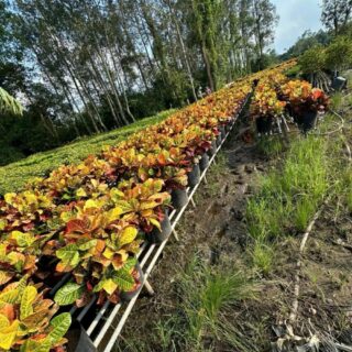 Cây cô tòng đa sắc Cây ban công