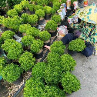 Cây đinh lăng thái Cây ban công