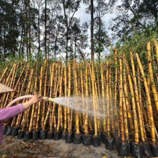 Cây tre ngà Cây công trình