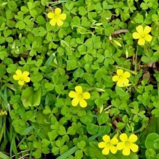 Cây me đất Cây để bàn 3