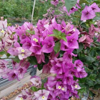 Hoa giấy tím tuyết leo (cao 1,5m-2m) Cây ban công