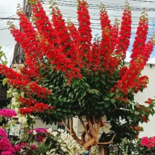 Cây Cảnh Quận 3, TP.HCM - Địa chỉ mua cây xanh, cây cảnh, cây châụ, cây hoa lá Dịch vụ cây xanh Khu vực giao cây xanh Vựa cây cảnh Cây Xanh TPHCM Cây Xanh Cây Cảnh Quận 3, TP.HCM - Địa chỉ mua cây xanh, cây cảnh, cây châụ, cây hoa lá Dịch vụ cây xanh Khu vực giao cây xanh Vựa cây cảnh Cây Xanh TPHCM Cây Xanh