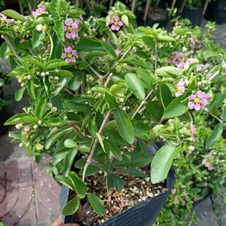 Cây sơ ri thái Cây ăn trái