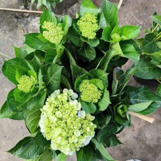 Cây hoa cẩm tú cầu Cây ban công