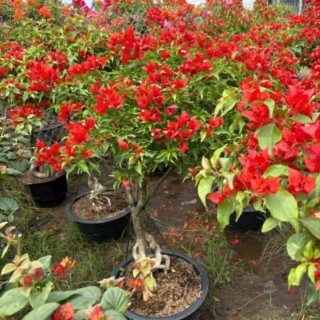 Cây hoa giấy đỏ lửa Cây ban công