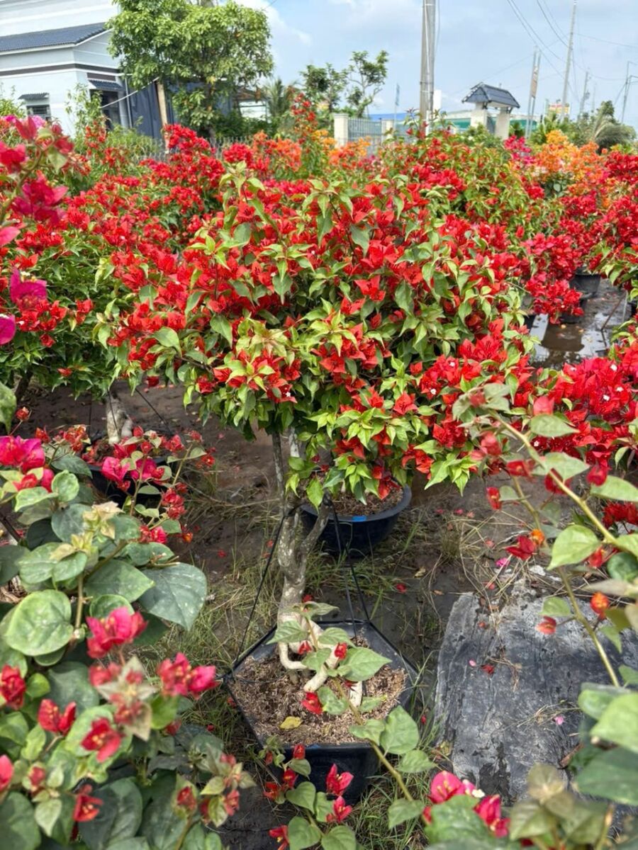 Nơi bán cây cảnh giá rẻ tại TPHCM dễ dàng đặt mua online Dịch vụ cây xanh Khu vực giao cây xanh Vựa cây cảnh  Vườn bán cây cảnh gần đây Tiệm bán cây cảnh gần đây Thanh lý cây cảnh TPHCM Nơi bán đất trồng cây ở TPHCM Nhà vườn cung cấp cây cảnh TPHCM Mua đất trồng cây quận Tân Phú Mua đất trồng cây Quận 8 Mua đất trồng cây ở Bình Thạnh Mua đất trồng cây giá rẻ Mua cây cảnh giá rẻ Chợ đầu mối cây cảnh TPHCM Bán đất trồng cây quận Tân Phú Bán đất trồng cây quận Tân Bình Bán đất trồng cây quận Gò Vấp Bán đất trồng cây quận Bình Thạnh Bán đất trồng cây quận 9 Bán đất trồng cây quận 8 Bán đất trồng cây quận 7 Bán đất trồng cây quận 6 Bán đất trồng cây quận 5 Bán đất trồng cây quận 3 Bán đất trồng cây quận 2 Bán đất trồng cây quận 12 Bán đất trồng cây quận 11 Bán đất trồng cây quận 10 Bán đất trồng cây quận 1 Bán đất trồng cây gần đây Bán đất trồng cây 4 Bán đất thịt trồng cây ở Bình Dương Bán cây cảnh sân vườn Bán cây cảnh online TPHCM 