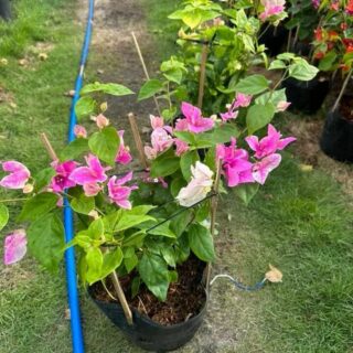 Hoa giấy trồng hàng rào (đủ loại giống) Cây ban công