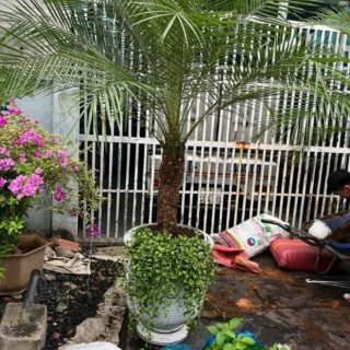 Cây cau nga mi (chà là cảnh) Cây + Chậu