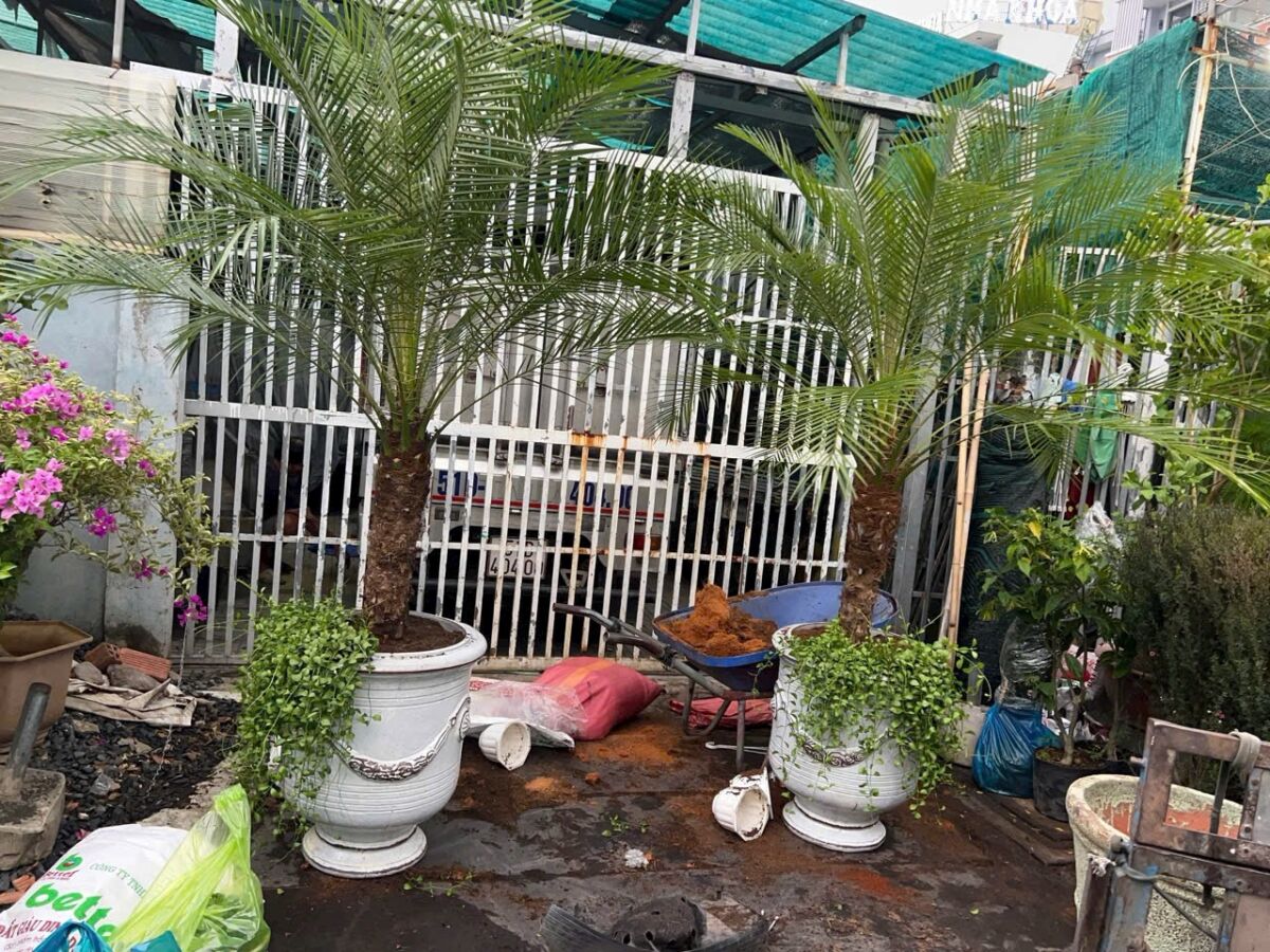 Cây xanh quận 11 - Cung cấp cây xanh văn phòng, cây cảnh văn phòng cho quận 11 Khu vực giao cây xanh Vựa cây cảnh  