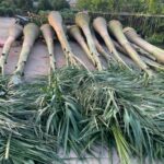 Nơi bán cây cảnh giá rẻ tại TPHCM dễ dàng đặt mua online Dịch vụ cây xanh Khu vực giao cây xanh Vựa cây cảnh  Vườn bán cây cảnh gần đây Tiệm bán cây cảnh gần đây Thanh lý cây cảnh TPHCM Nơi bán đất trồng cây ở TPHCM Nhà vườn cung cấp cây cảnh TPHCM Mua đất trồng cây quận Tân Phú Mua đất trồng cây Quận 8 Mua đất trồng cây ở Bình Thạnh Mua đất trồng cây giá rẻ Mua cây cảnh giá rẻ Chợ đầu mối cây cảnh TPHCM Bán đất trồng cây quận Tân Phú Bán đất trồng cây quận Tân Bình Bán đất trồng cây quận Gò Vấp Bán đất trồng cây quận Bình Thạnh Bán đất trồng cây quận 9 Bán đất trồng cây quận 8 Bán đất trồng cây quận 7 Bán đất trồng cây quận 6 Bán đất trồng cây quận 5 Bán đất trồng cây quận 3 Bán đất trồng cây quận 2 Bán đất trồng cây quận 12 Bán đất trồng cây quận 11 Bán đất trồng cây quận 10 Bán đất trồng cây quận 1 Bán đất trồng cây gần đây Bán đất trồng cây 4 Bán đất thịt trồng cây ở Bình Dương Bán cây cảnh sân vườn Bán cây cảnh online TPHCM 