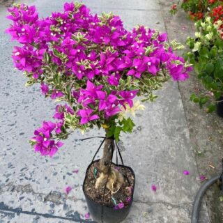 Cây hoa giấy cẩm thạch (hoa màu hồng) Cây ban công