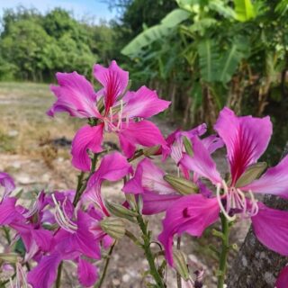 Cây hoa dương tử kinh ( hoa móng ngựa, hoa cây móng bò ) Cây bóng mát