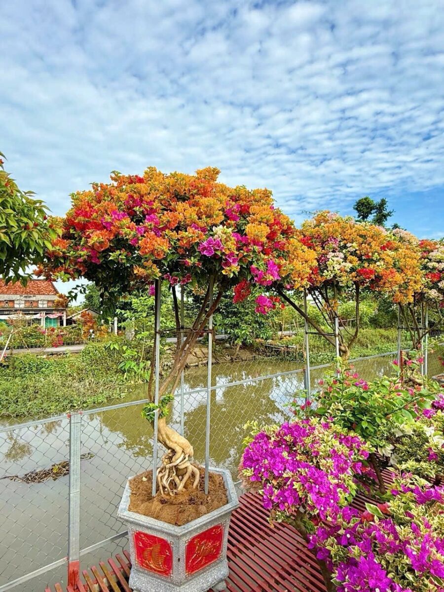 Nơi bán cây cảnh giá rẻ tại TPHCM dễ dàng đặt mua online Dịch vụ cây xanh Khu vực giao cây xanh Vựa cây cảnh  Vườn bán cây cảnh gần đây Tiệm bán cây cảnh gần đây Thanh lý cây cảnh TPHCM Nơi bán đất trồng cây ở TPHCM Nhà vườn cung cấp cây cảnh TPHCM Mua đất trồng cây quận Tân Phú Mua đất trồng cây Quận 8 Mua đất trồng cây ở Bình Thạnh Mua đất trồng cây giá rẻ Mua cây cảnh giá rẻ Chợ đầu mối cây cảnh TPHCM Bán đất trồng cây quận Tân Phú Bán đất trồng cây quận Tân Bình Bán đất trồng cây quận Gò Vấp Bán đất trồng cây quận Bình Thạnh Bán đất trồng cây quận 9 Bán đất trồng cây quận 8 Bán đất trồng cây quận 7 Bán đất trồng cây quận 6 Bán đất trồng cây quận 5 Bán đất trồng cây quận 3 Bán đất trồng cây quận 2 Bán đất trồng cây quận 12 Bán đất trồng cây quận 11 Bán đất trồng cây quận 10 Bán đất trồng cây quận 1 Bán đất trồng cây gần đây Bán đất trồng cây 4 Bán đất thịt trồng cây ở Bình Dương Bán cây cảnh sân vườn Bán cây cảnh online TPHCM 