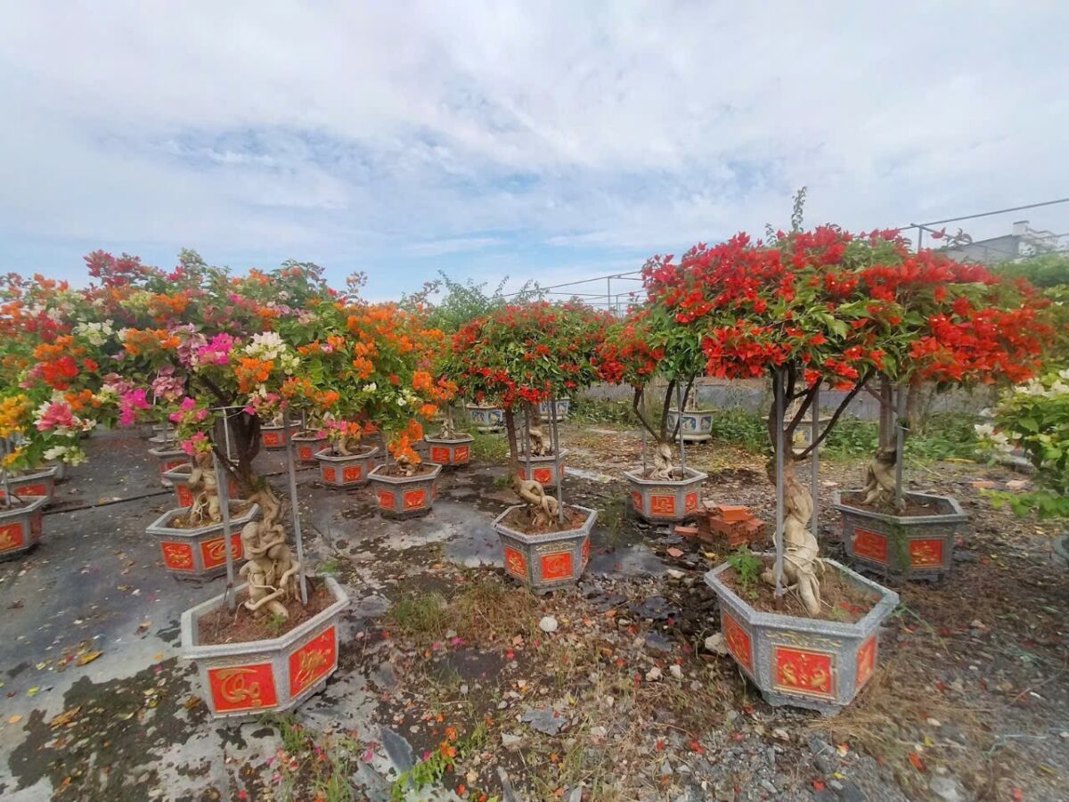 Cây cảnh phong thủy cho người Hoa: Mang lại may mắn và tài lộc Dịch vụ cây xanh Hướng dẫn chăm sóc cây Thi công công trình Thiết kế ban công Thiết kế cảnh quan sân vườn  