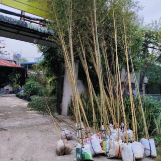 Cây trúc sào (dài 6-7m) Cây công trình