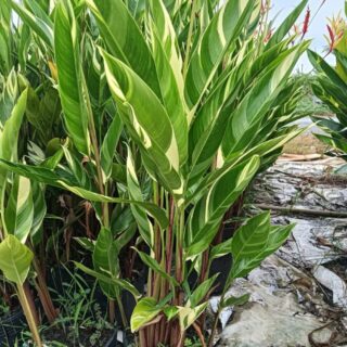 Chuối mỏ két cẩm thạch Cây ban công