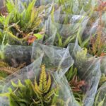 Nơi bán cây cảnh giá rẻ tại TPHCM dễ dàng đặt mua online Dịch vụ cây xanh Khu vực giao cây xanh Vựa cây cảnh  Vườn bán cây cảnh gần đây Tiệm bán cây cảnh gần đây Thanh lý cây cảnh TPHCM Nơi bán đất trồng cây ở TPHCM Nhà vườn cung cấp cây cảnh TPHCM Mua đất trồng cây quận Tân Phú Mua đất trồng cây Quận 8 Mua đất trồng cây ở Bình Thạnh Mua đất trồng cây giá rẻ Mua cây cảnh giá rẻ Chợ đầu mối cây cảnh TPHCM Bán đất trồng cây quận Tân Phú Bán đất trồng cây quận Tân Bình Bán đất trồng cây quận Gò Vấp Bán đất trồng cây quận Bình Thạnh Bán đất trồng cây quận 9 Bán đất trồng cây quận 8 Bán đất trồng cây quận 7 Bán đất trồng cây quận 6 Bán đất trồng cây quận 5 Bán đất trồng cây quận 3 Bán đất trồng cây quận 2 Bán đất trồng cây quận 12 Bán đất trồng cây quận 11 Bán đất trồng cây quận 10 Bán đất trồng cây quận 1 Bán đất trồng cây gần đây Bán đất trồng cây 4 Bán đất thịt trồng cây ở Bình Dương Bán cây cảnh sân vườn Bán cây cảnh online TPHCM 