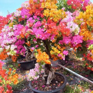 Cây Cảnh Quận 3, TP.HCM - Địa chỉ mua cây xanh, cây cảnh, cây châụ, cây hoa lá Dịch vụ cây xanh Khu vực giao cây xanh Vựa cây cảnh Cây Xanh TPHCM Cây Xanh Cây Cảnh Quận 3, TP.HCM - Địa chỉ mua cây xanh, cây cảnh, cây châụ, cây hoa lá Dịch vụ cây xanh Khu vực giao cây xanh Vựa cây cảnh Cây Xanh TPHCM Cây Xanh