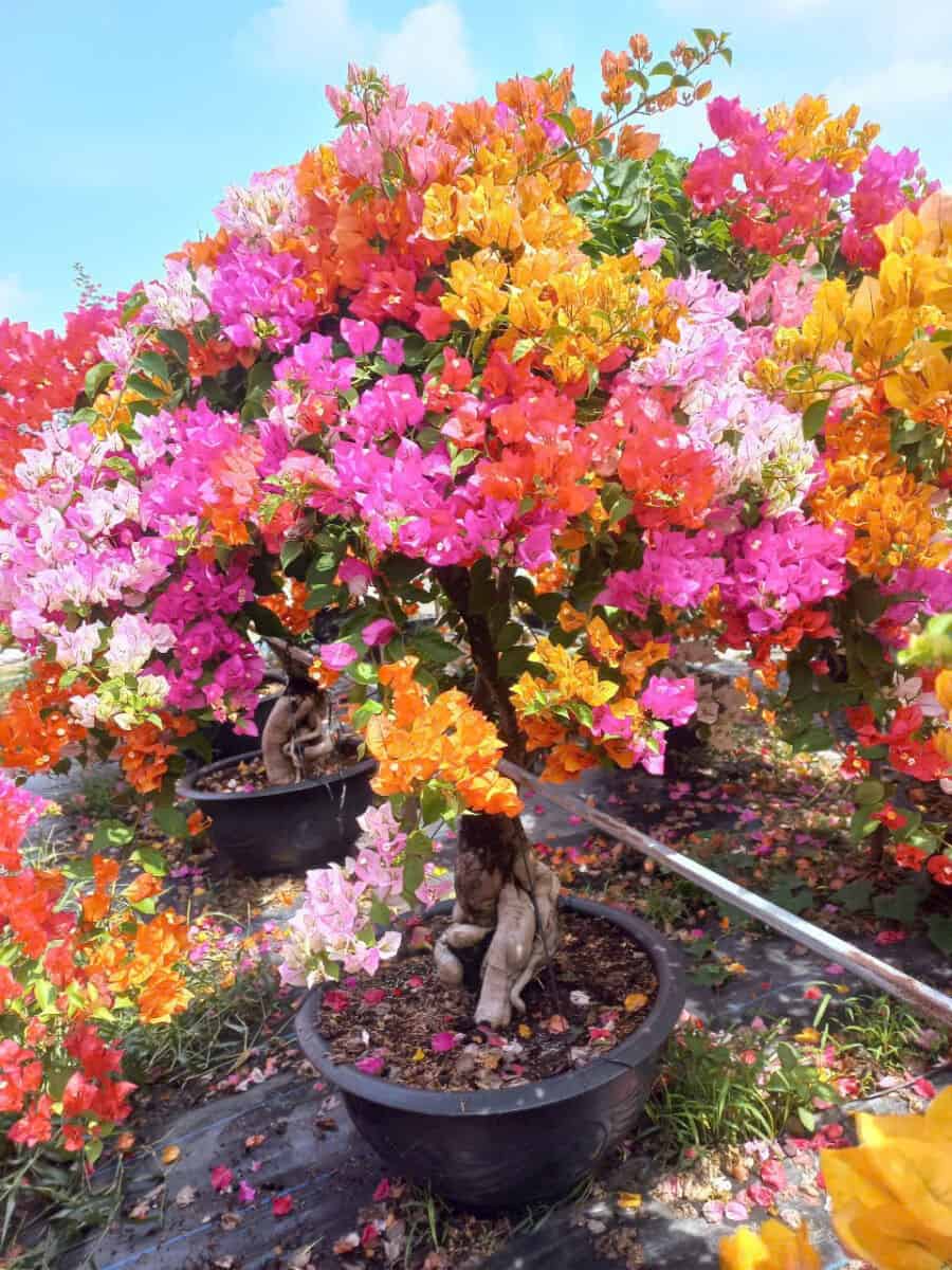 Top 5 giống cây hoa giấy leo cổng đẹp nhất hiện nay Thiết kế sân vườn  