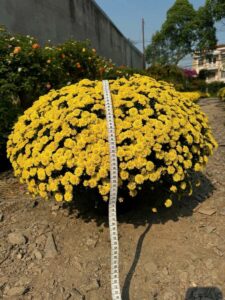 Cúc mâm xôi trưng Tết  