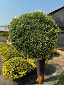 Cúc mâm xôi trưng Tết  