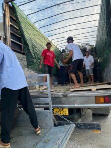 Cúc mâm xôi trưng Tết  