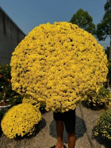 Cúc mâm xôi trưng Tết  