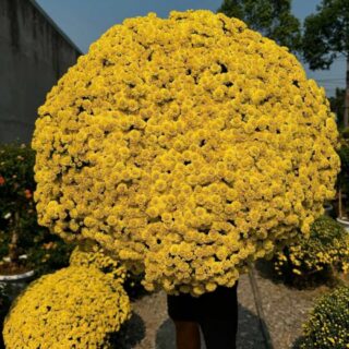 Cúc mâm xôi trưng Tết Cây Tết