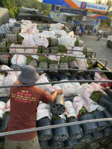 Cúc mâm xôi trưng Tết  