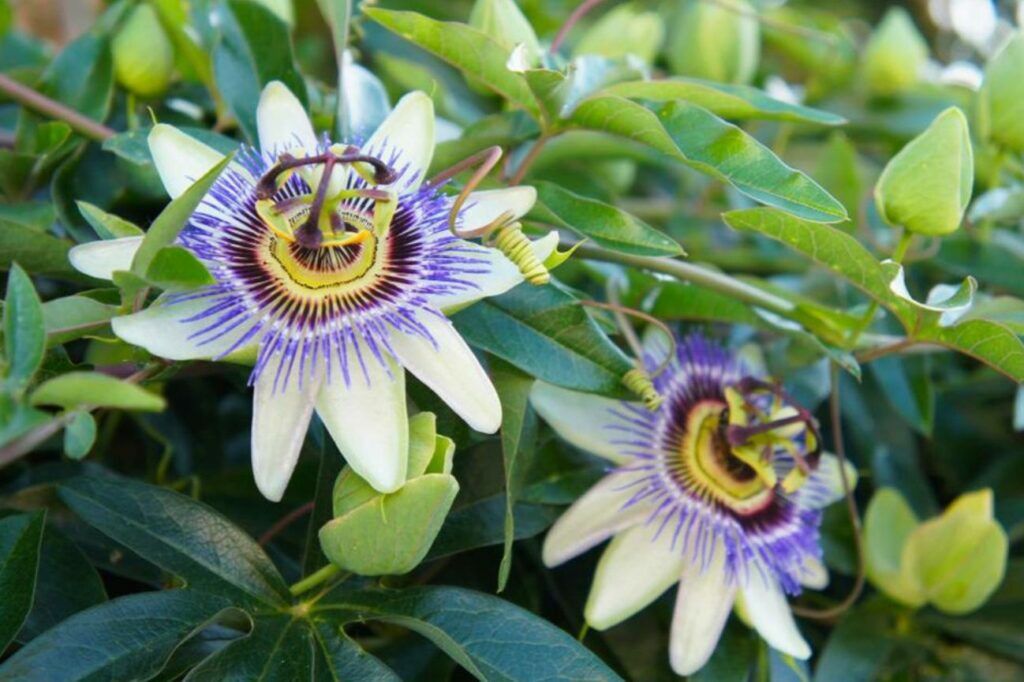 Hoa Lạc tiên cảnh là gì? Ý nghĩa của hoa lạc tiên cảnh, cách trồng và chăm sóc Hướng dẫn chăm sóc cây  