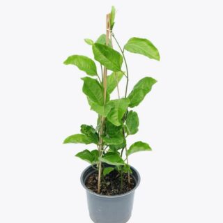 Cây giống chanh dây Cây giống