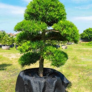 Cây tùng Cây công trình Cây tùng