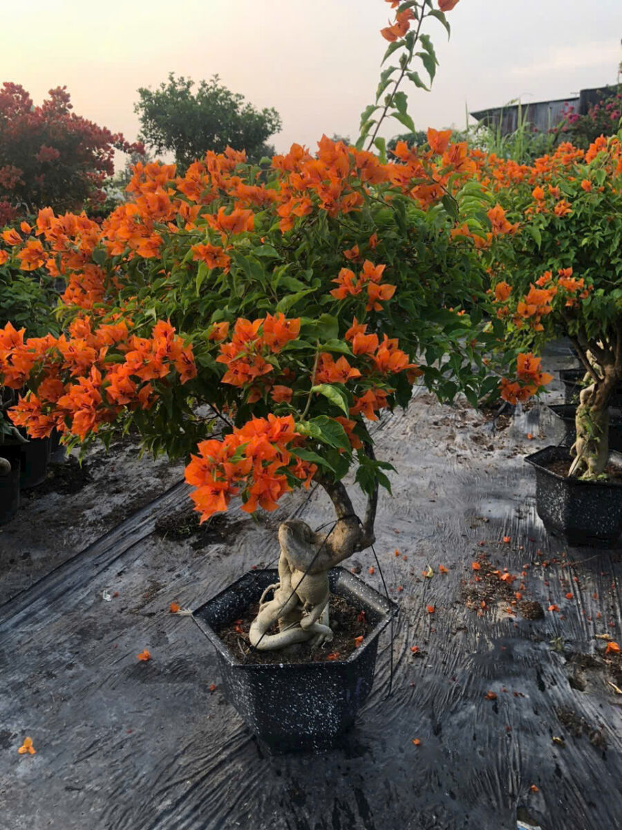 Top 1 địa chỉ mua cây hoa giấy leo giàn ở TPHCM Dịch vụ cây xanh Khu vực giao cây xanh Thi công công trình Thi công sân thượng Thiết kế ban công Thiết kế cảnh quan Thiết kế cảnh quan sân vườn Thiết kế sân vườn Vựa cây cảnh  