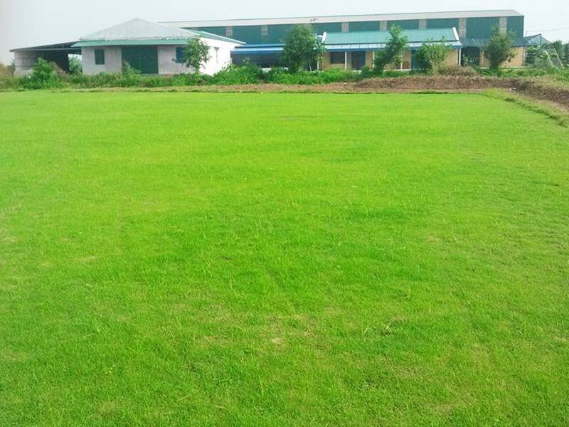 Cung Cấp Cỏ Nhung Nhật Giá Rẻ Tại TP.HCM – Giao Hàng Nhanh, Chất Lượng Uy Tín Dịch vụ trồng cỏ Dịch vụ cây xanh  