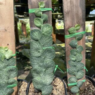 Cây tắc kè thái ( cây thằn lằn) leo tường Cây leo bám tường