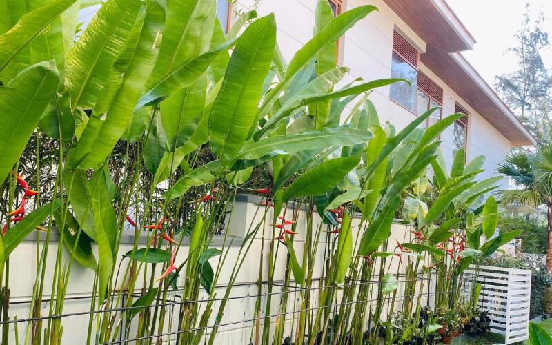 Dịch vụ cung cấp Cây trồng sân vườn nhỏ + mua online giao hàng tận nơi Dịch vụ cây xanh Cây xanh phong thuỷ Thiết kế ban công Thiết kế cảnh quan Thiết kế cảnh quan sân vườn Thiết kế sân vườn  Vườn mini Tư vấn cây trồng Trang trí cây cảnh sân vườn Thiết kế sân vườn Hoa sân vườn nở quanh năm Dịch vụ cây trồng Cây trồng sân vườn nhỏ Cây trồng sân vườn lấy bóng mát Cây trồng sân vườn biệt thự Cây trồng sân thượng Cây cảnh mini Cây ban công Các loại cây trồng tiểu cảnh sân vườn Các loại cây trồng sân vườn đẹp Ban công xinh 