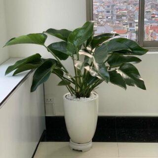 Cây Trầu Bà Đế Vương Xanh Cây văn phòng