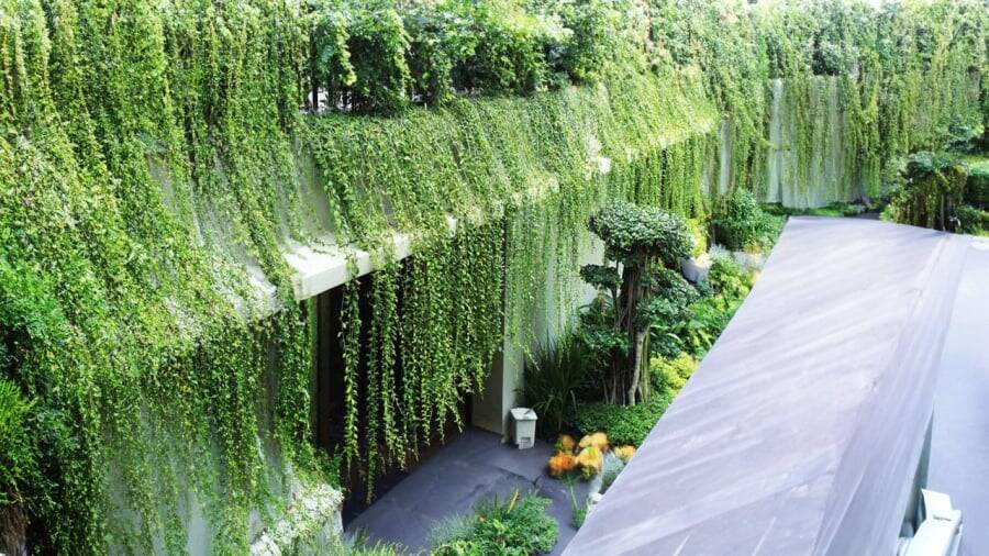 Cung cấp cây xanh, cây kiểng tại Phan Thiết - Mũi Né Khu vực giao cây xanh Dịch vụ cây xanh Vựa cây cảnh  